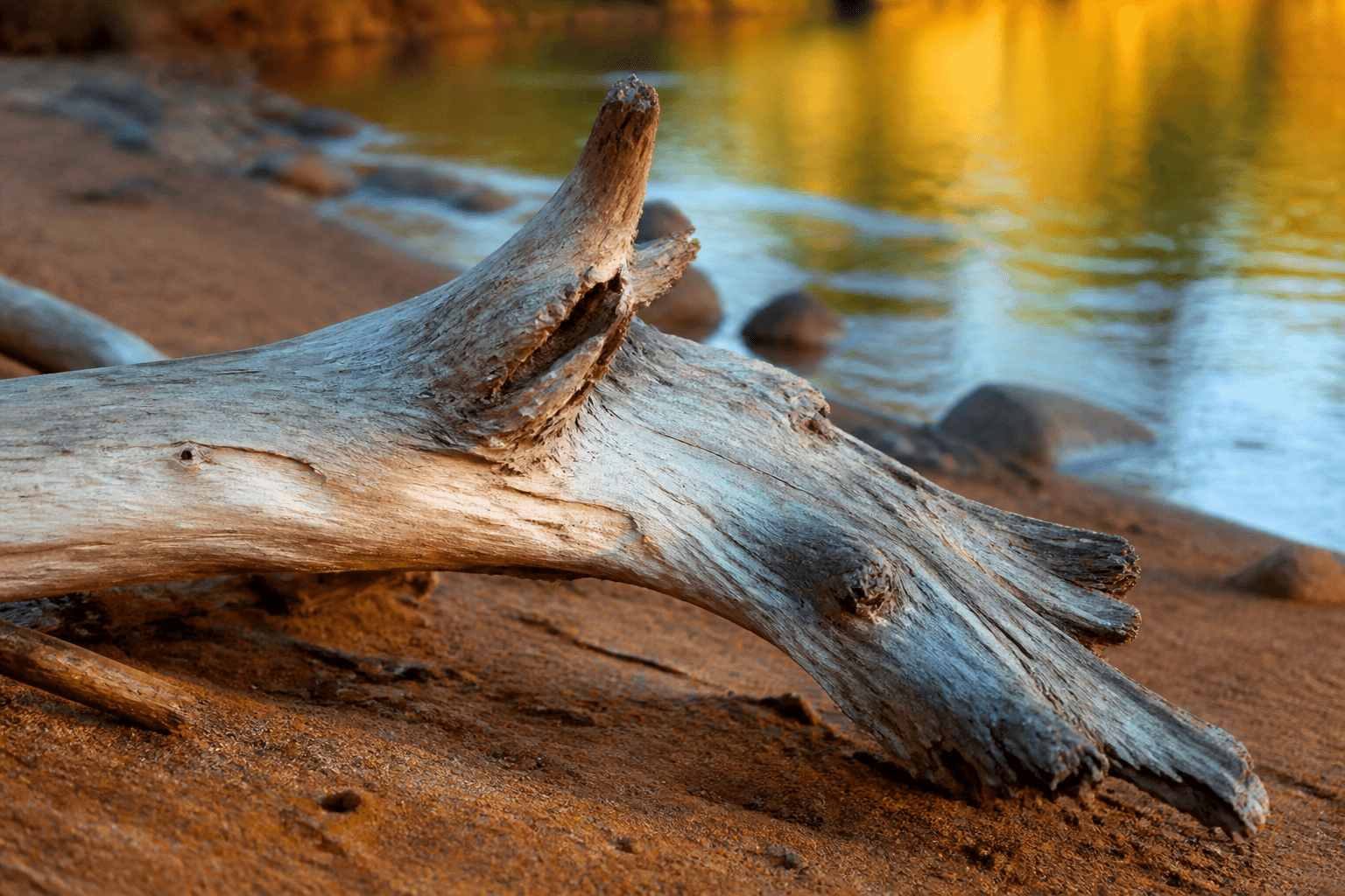 Weathered driftwood resting on a sandy riverbank