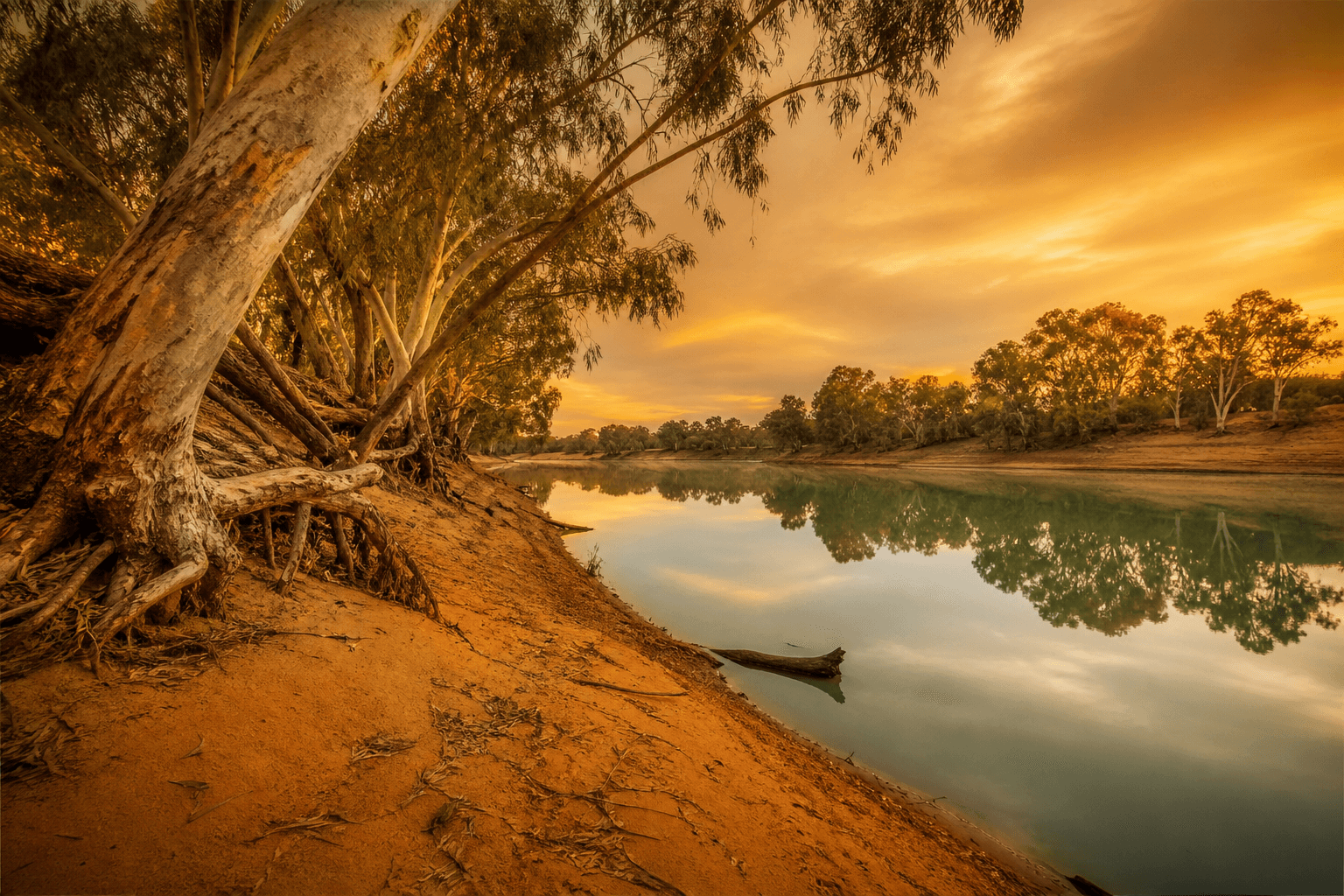Still water and river red gums along an Australian river at golden hour